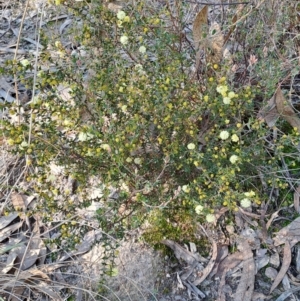 Acacia gunnii at Tuggeranong, ACT - 8 Aug 2023