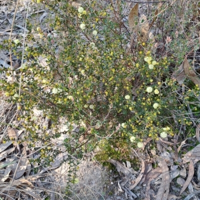 Acacia gunnii (Ploughshare Wattle) at Tuggeranong, ACT - 8 Aug 2023 by LPadg