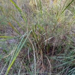 Monotoca scoparia (Broom Heath) at Tuggeranong, ACT - 8 Aug 2023 by LPadg