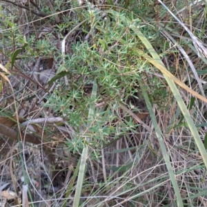 Monotoca scoparia at Tuggeranong, ACT - 8 Aug 2023