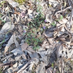 Hovea heterophylla (Common Hovea) at Wanniassa Hill - 8 Aug 2023 by LPadg