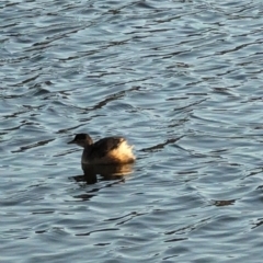 Tachybaptus novaehollandiae at Mawson, ACT - 8 Aug 2023