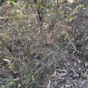 Acacia ulicifolia at Tuggeranong, ACT - 8 Aug 2023