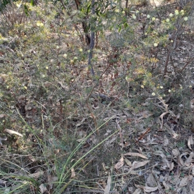 Acacia ulicifolia (Prickly Moses) at Tuggeranong, ACT - 8 Aug 2023 by LPadg