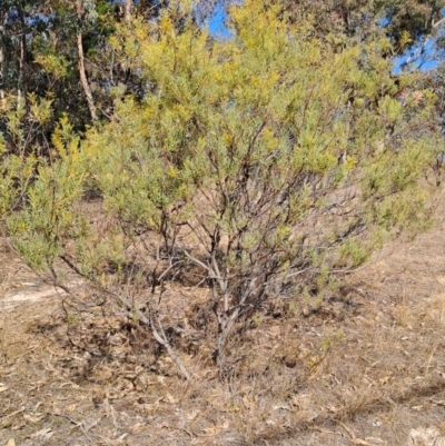 Acacia lunata at Wanniassa Hill - 8 Aug 2023 by LPadg