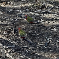 Platycercus elegans (Crimson Rosella) at Aranda, ACT - 8 Aug 2023 by lbradley