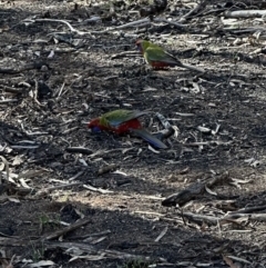 Platycercus elegans at Aranda, ACT - 8 Aug 2023 02:48 PM