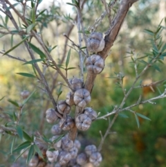 Leptospermum continentale (Prickly Teatree) at Bombay, NSW - 17 May 2023 by RobG1