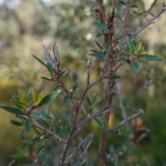 Leptospermum continentale at Bombay, NSW - 17 May 2023