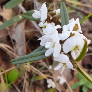 Hovea heterophylla at Yass River, NSW - 8 Aug 2023