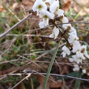 Hovea heterophylla at Yass River, NSW - 8 Aug 2023