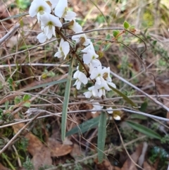 Hovea heterophylla at Yass River, NSW - 8 Aug 2023