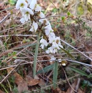 Hovea heterophylla at Yass River, NSW - 8 Aug 2023