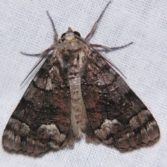 Gastrinopa xylistis (Wood-grain Geometrid) at Sheldon, QLD - 8 Jun 2007 by PJH123