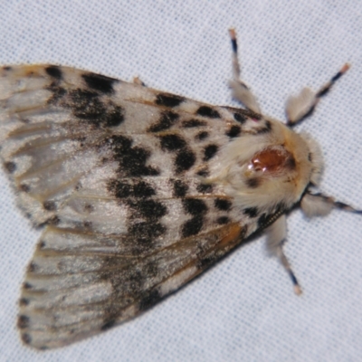 Lymantria antennata (A Noctuid moth (Eribidae)) at Sheldon, QLD - 8 Jun 2007 by PJH123