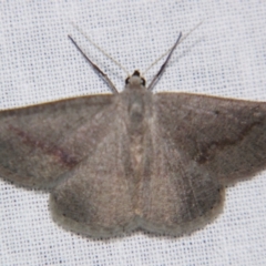 Nearcha (genus) (An Oenochromine moth) at Sheldon, QLD - 8 Jun 2007 by PJH123