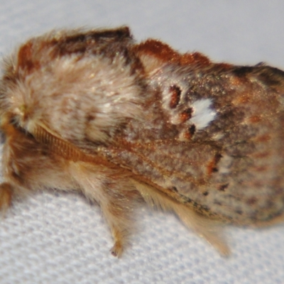 Unidentified Other moth at Sheldon, QLD - 8 Jun 2007 by PJH123