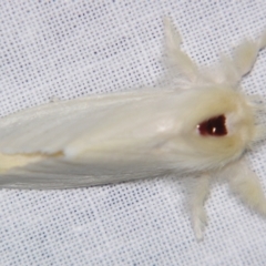Trichiocercus sparshalli (Sparshall's Moth) at Sheldon, QLD - 8 Jun 2007 by PJH123