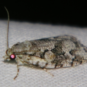 Acropolitis canana at Sheldon, QLD - 9 Jun 2007