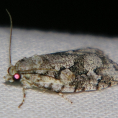 Acropolitis canana (A Tortricid moth) at Sheldon, QLD - 9 Jun 2007 by PJH123