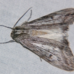 Capusa senilis (Black-banded Wedge-moth) at Sheldon, QLD - 9 Jun 2007 by PJH123