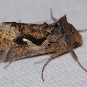 Chrysodeixis subsidens at Sheldon, QLD - 9 Jun 2007