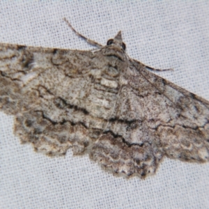Cleora displicata at Sheldon, QLD - suppressed