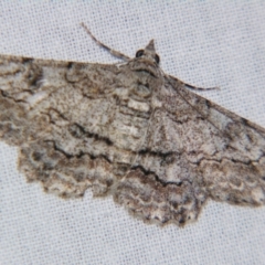 Cleora displicata (A Cleora Bark Moth) at Sheldon, QLD - 9 Jun 2007 by PJH123