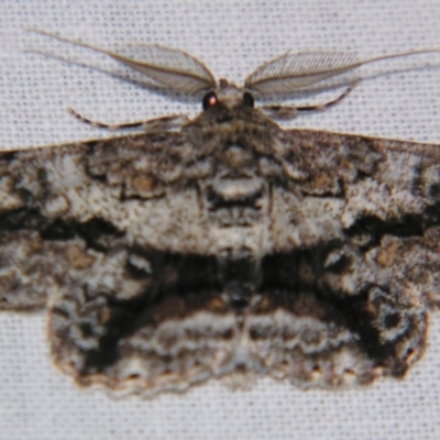 Cleora illustraria (A Geometer moth) at Sheldon, QLD - 9 Jun 2007 by PJH123