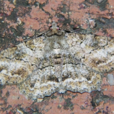 Cleora repetita (Ennominae) at Sheldon, QLD - 9 Jun 2007 by PJH123