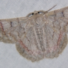 Crypsiphona ocultaria (Red-lined Looper Moth) at Sheldon, QLD - 9 Jun 2007 by PJH123