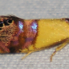 Eupselia beltera (A Gelechioid moth) at Sheldon, QLD - 9 Jun 2007 by PJH123