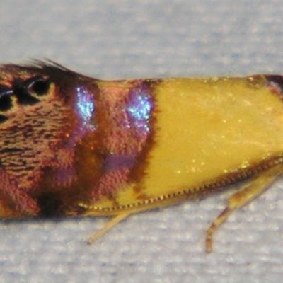 Eupselia beltera (A Gelechioid moth) at Sheldon, QLD - 9 Jun 2007 by PJH123
