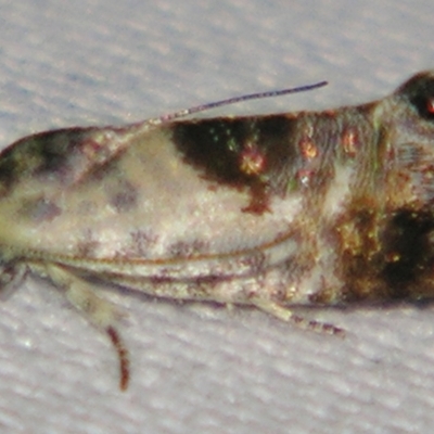 Eupselia carpocapsella (Common Eupselia Moth) at Sheldon, QLD - 9 Jun 2007 by PJH123