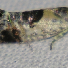 Eupselia carpocapsella at Sheldon, QLD - suppressed