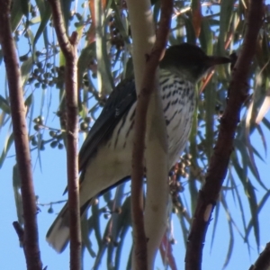 Oriolus sagittatus at Narrabundah, ACT - 8 Aug 2023