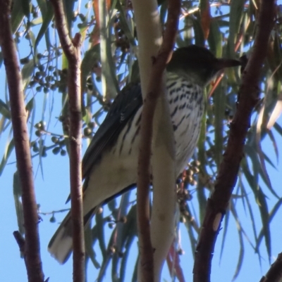 Oriolus sagittatus (Olive-backed Oriole) at Narrabundah, ACT - 8 Aug 2023 by RobParnell