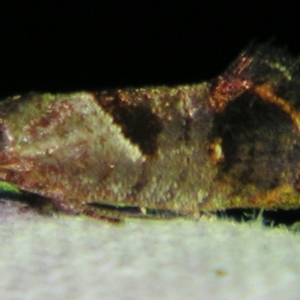 Eupselia holoxantha at Sheldon, QLD - suppressed
