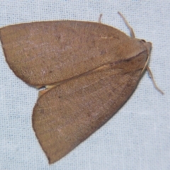 Fisera bradymorpha (Fisera bradymorpha) at Sheldon, QLD - 9 Jun 2007 by PJH123