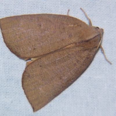 Fisera bradymorpha (Fisera bradymorpha) at Sheldon, QLD - 9 Jun 2007 by PJH123