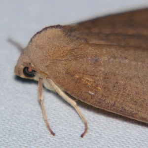 Fisera bradymorpha at suppressed - suppressed