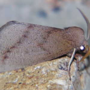 Fisera hypoleuca at Sheldon, QLD - suppressed