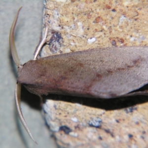 Fisera hypoleuca at Sheldon, QLD - suppressed