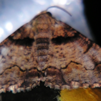 Gastrina cristaria (Wave-lined Geometrid) at Sheldon, QLD - 9 Jun 2007 by PJH123