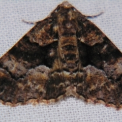 Gastrina cristaria at Sheldon, QLD - suppressed