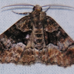 Gastrina cristaria at Sheldon, QLD - suppressed