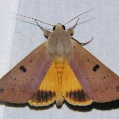 Ophiusa disjungens (Guava Moth) at Sheldon, QLD - 9 Jun 2007 by PJH123