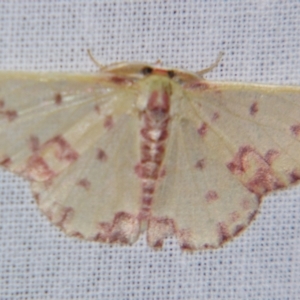 Prasinocyma rhodocosma at Sheldon, QLD - suppressed