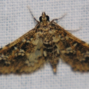 Samea multiplicalis at Sheldon, QLD - 9 Jun 2007 06:44 PM