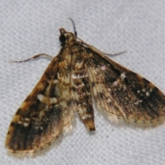 Samea multiplicalis at Sheldon, QLD - 9 Jun 2007 06:44 PM